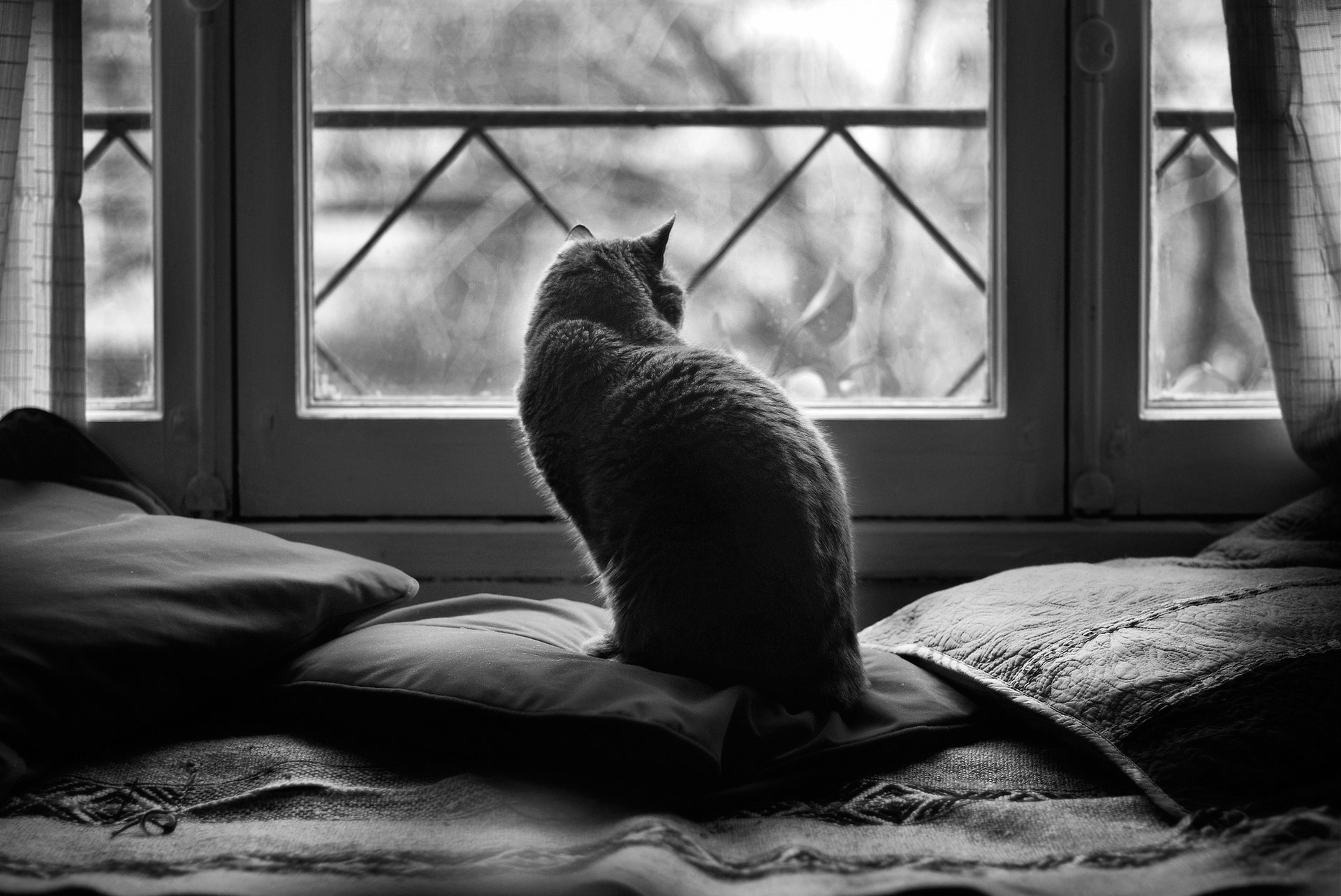 candela gato ventana cojín