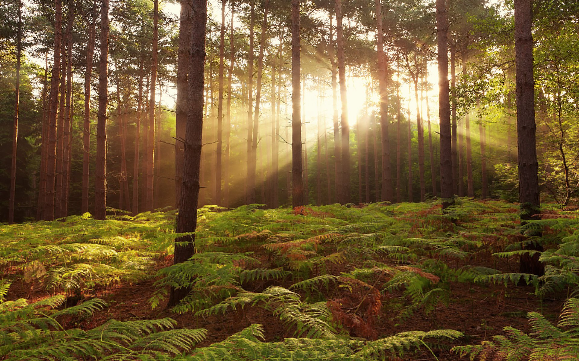 broxbourne woods foresta regno unito natura