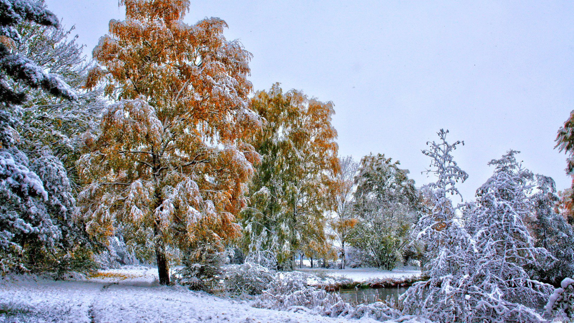 árboles hojas invierno nieve