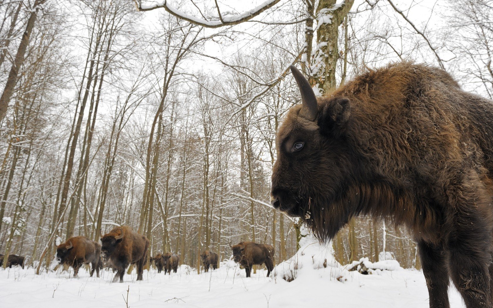 bosque de belovezhskaya bisontes rebaño nieve