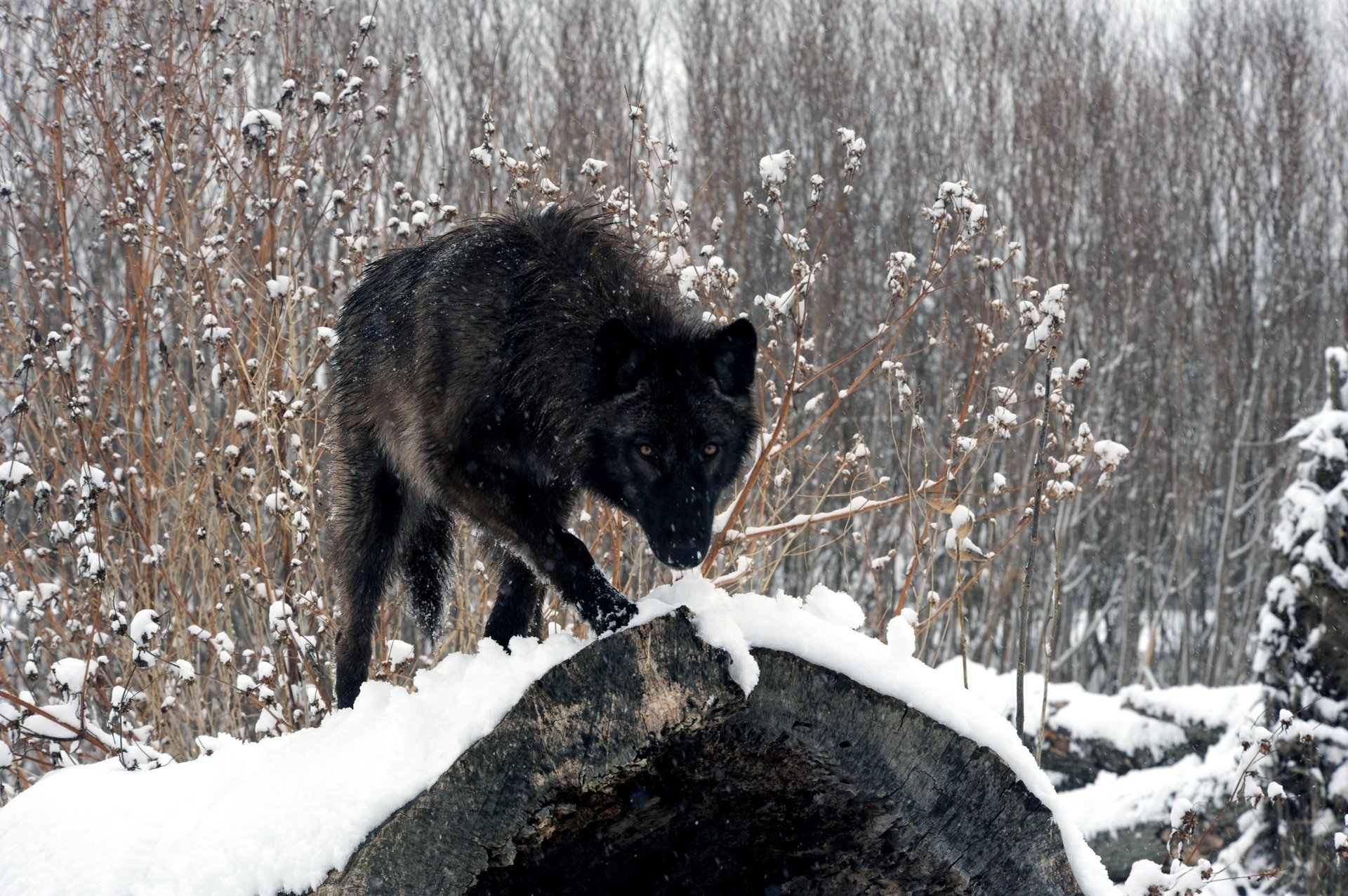 wolf forest winter snow log look