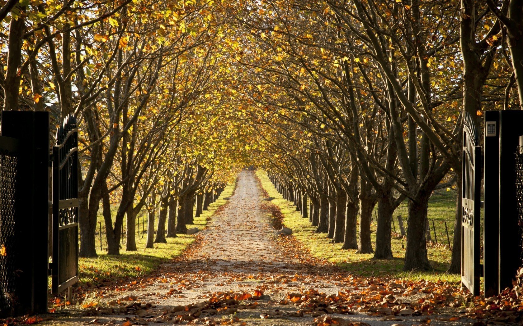 autumn trees landscape