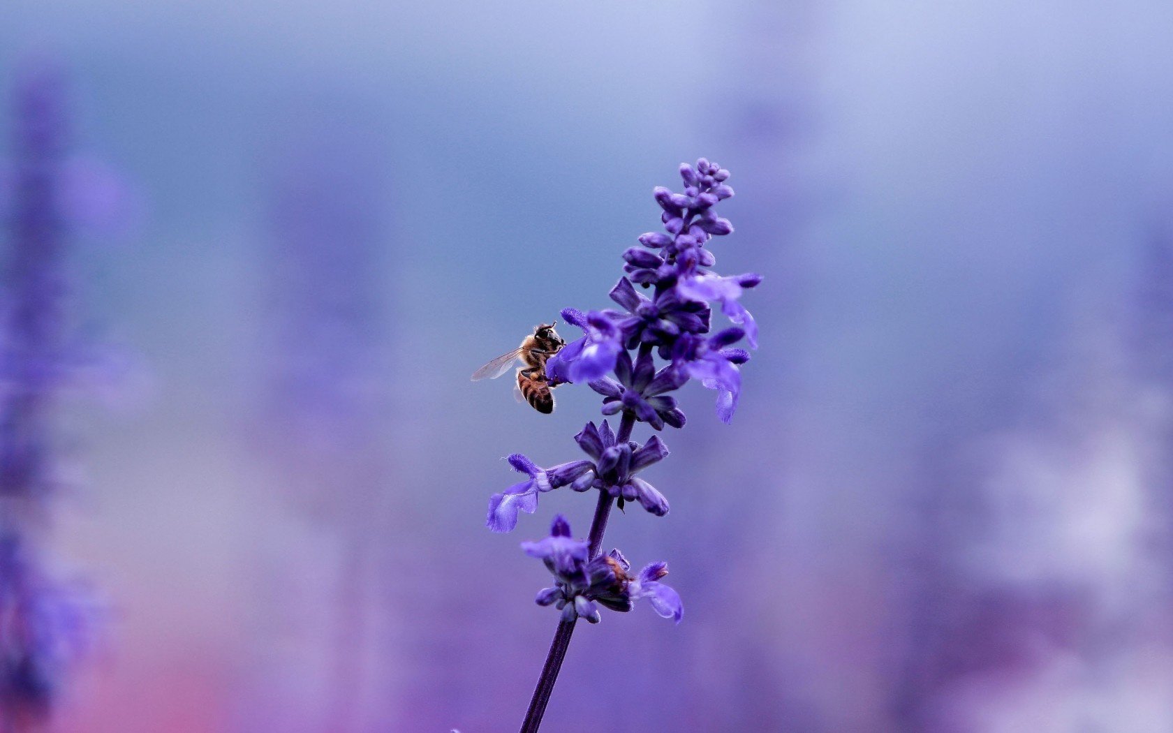 lavender bee flower plant