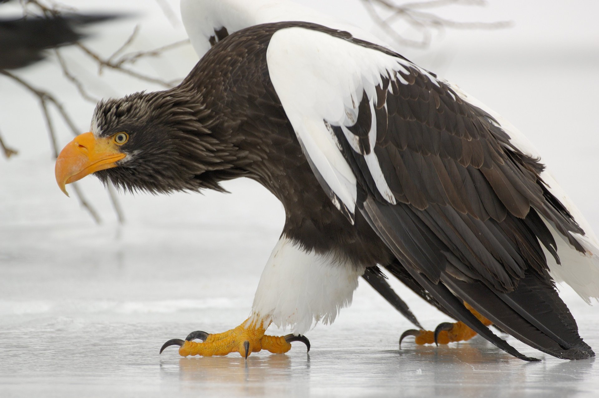 griffon oiseau bec griffes