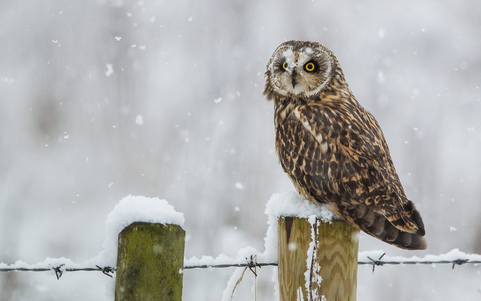 búho del pantano invierno nieve pájaro