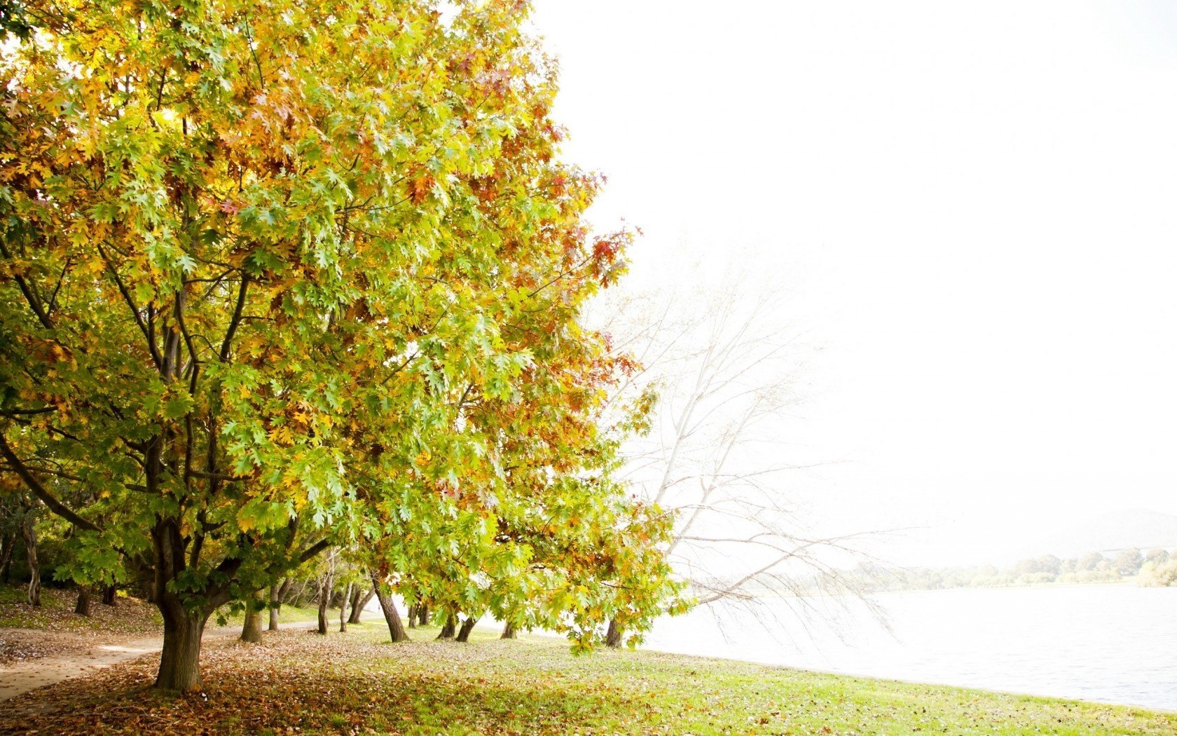 natura albero paesaggio