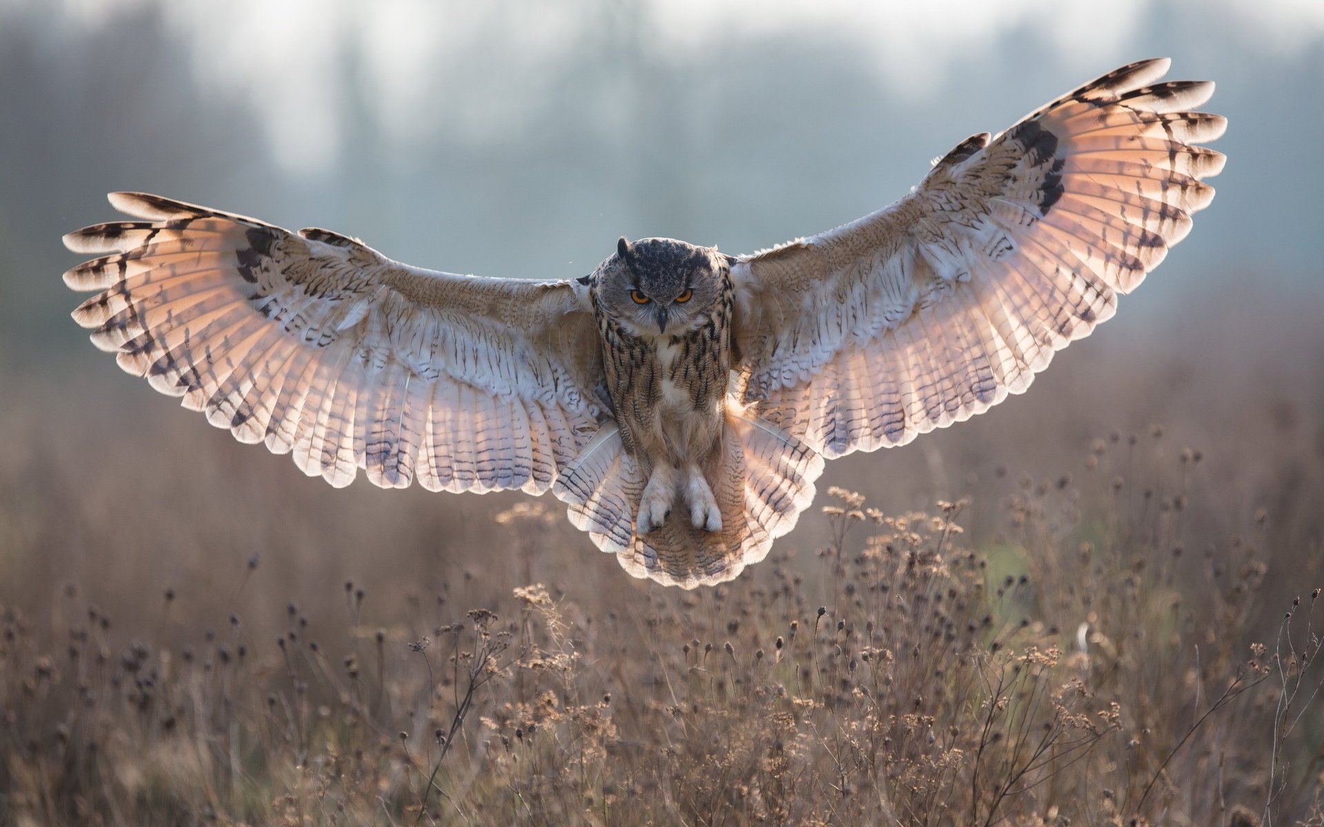 gufo uccello natura