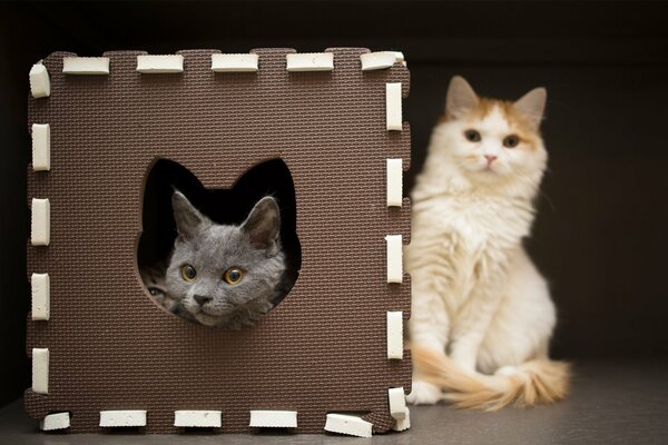 Two cats pose for a photo