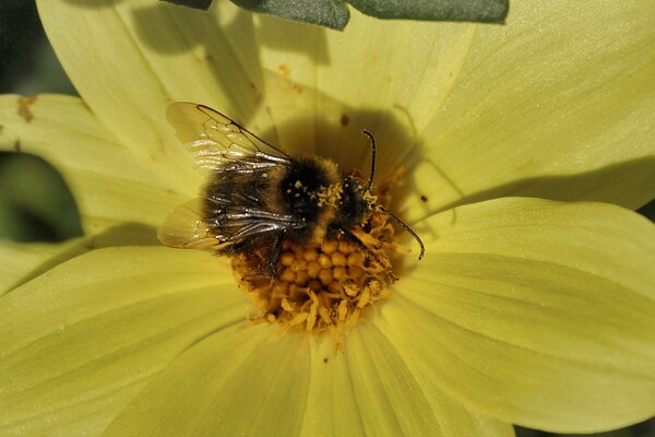 Un abejorro recoge polen de una flor amarilla