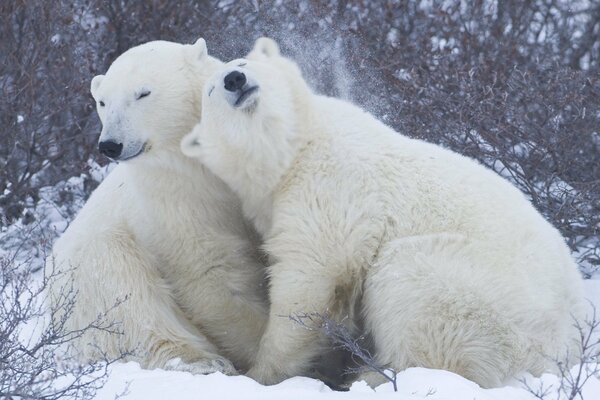 Tendresse des ours polaires sur la neige