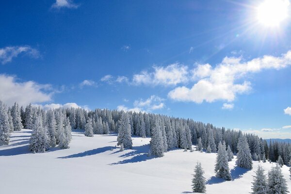Piękny zaśnieżony las w słoneczny dzień