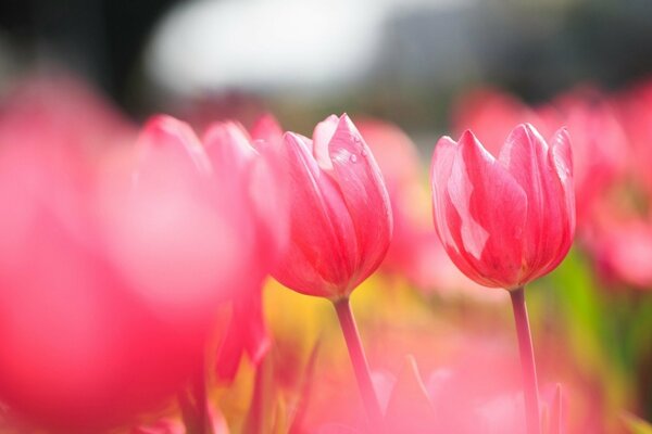 Tulipani rosa per un buon umore
