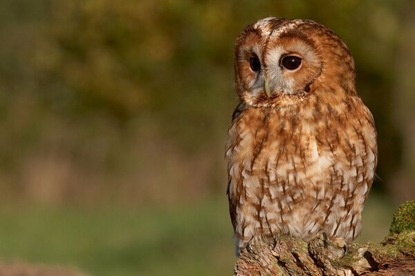 The owl s sharp claws dig into the tree