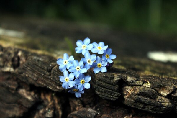 Beautiful forget-me-nots growing from a log