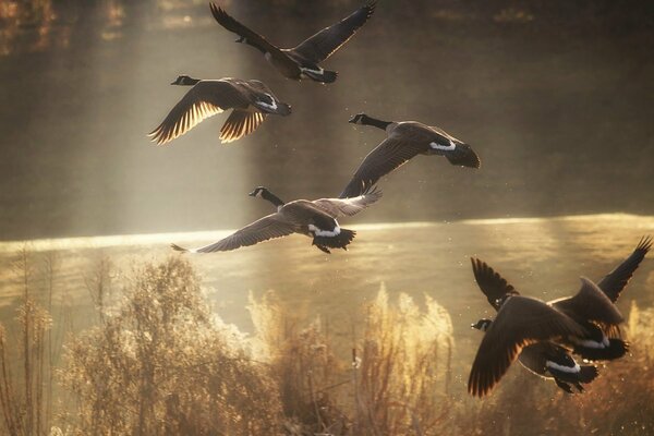 Six canards volent au-dessus de l étang