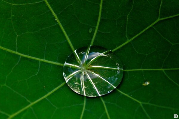 Macro shooting of a drop of water on a green sheet