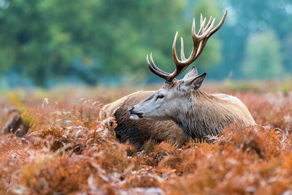 Cerf sur fond de nature automnale