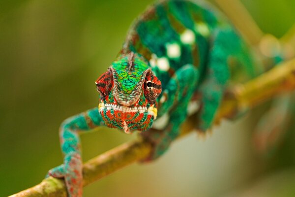 A green chameleon sits on a branch