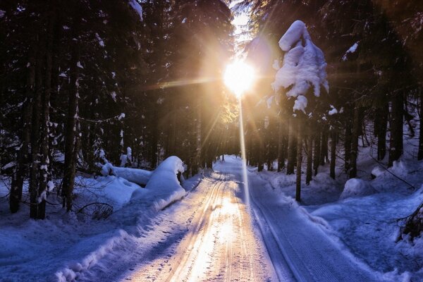 Camino de invierno al bosque cubierto de nieve