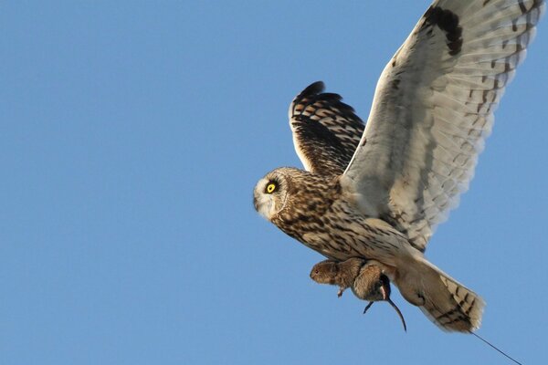 Eule fliegt mit Beute von der Jagd