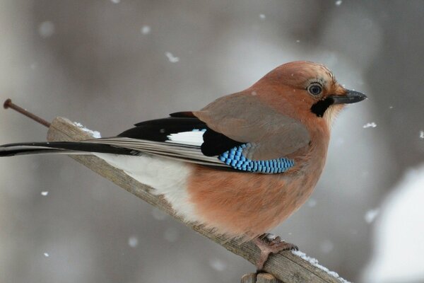 Jay sidmt in winter on a branch