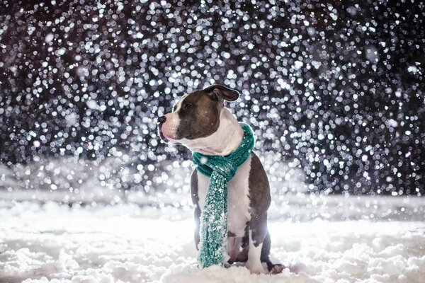 Paseo nevado del perro en la calle