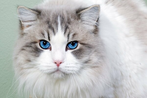 Gato de ojos azules mirando a la cámara