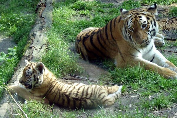 Un tigre y un cachorro de tigre yacen en el Suelo