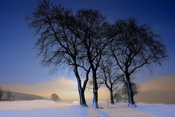 Lonely trees in a snowy desert