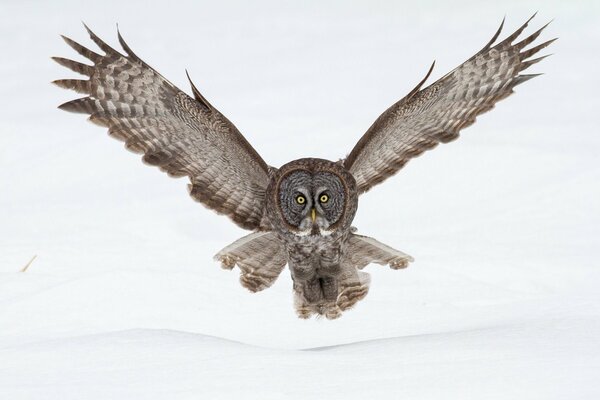 Beautiful owl posing flying