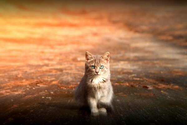 A red-haired kitten is sitting on the asphalt