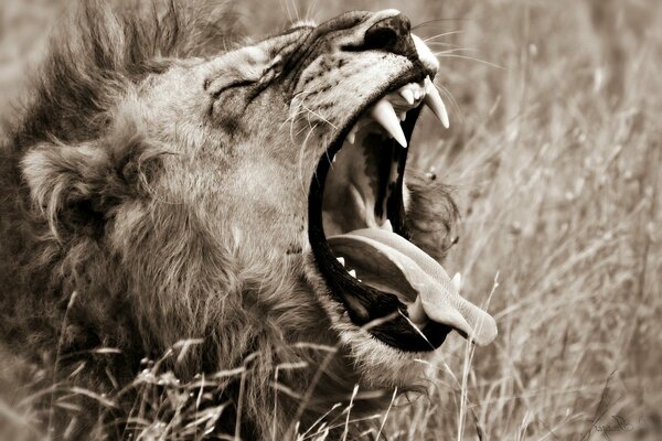 Lascia che il leone. Re degli animali