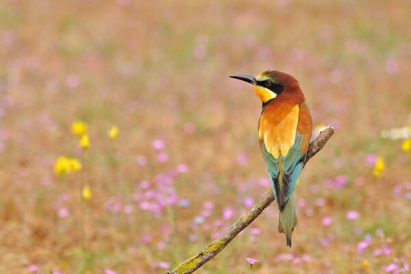 A bird on a branch in a field with flowers