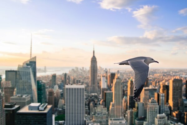 A seagull flies against the background of the city in the sunlight