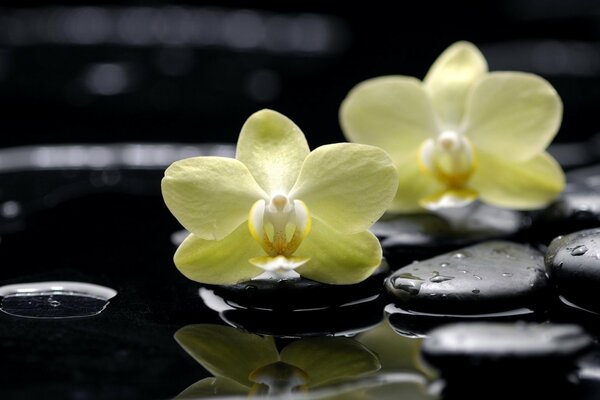 Yellow phalaenopsis on black stones