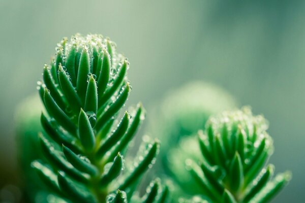 Macro shooting of a green plant with water droplets