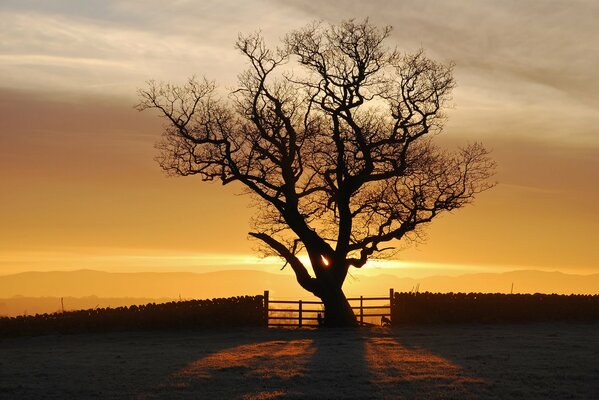 A tree on a beautiful sunset background