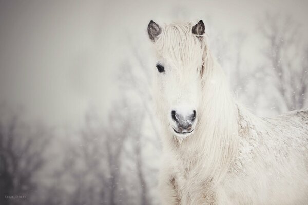 A white horse on a snow-white background