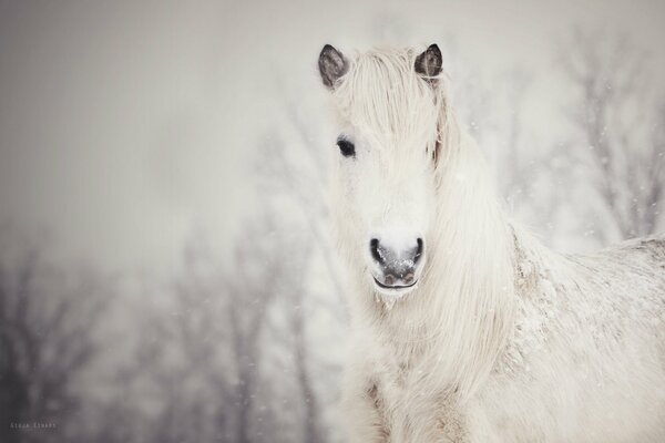 Caballo blanco sobre fondo blanco como la nieve