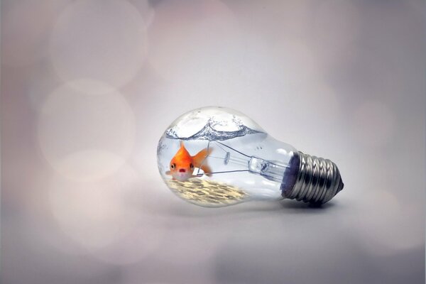 Goldfish in a light bulb