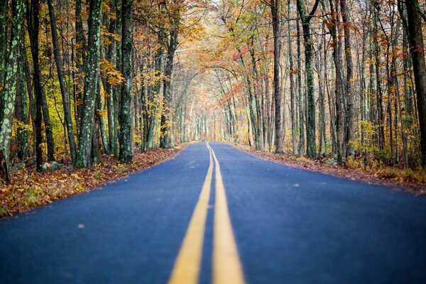 The road to endless autumn in the forest