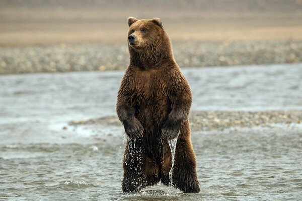 The bear poses standing on his feet