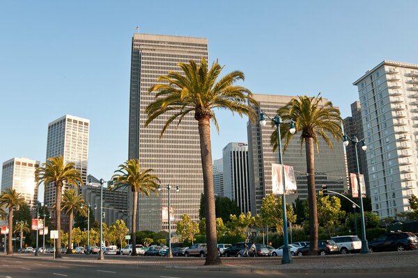 Palmen auf San Francisco Hintergrund