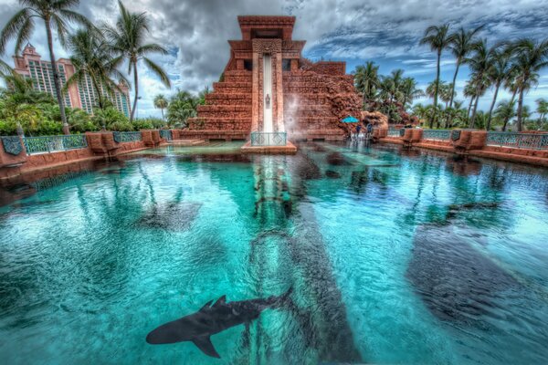 Piscina de tiburones en las Bahamas