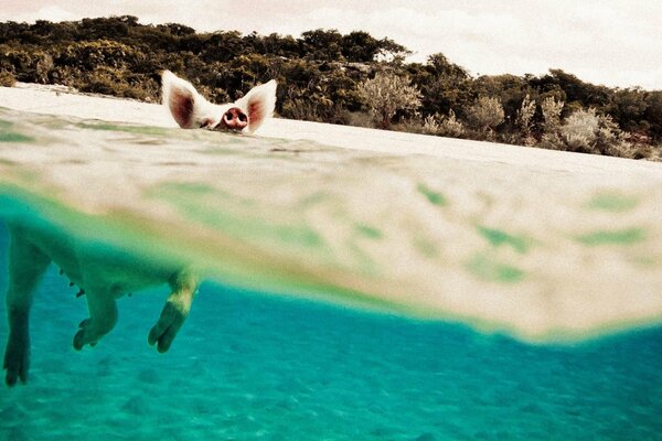 Piggy swims in blue water