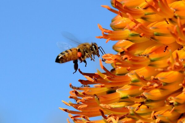 Macro shooting of a wasp near a flower against a blue sky background