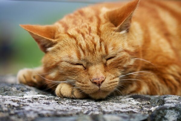 Le chat roux dort. Prise de vue macro