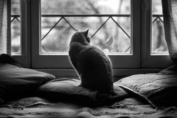 Foto in bianco e nero. Gatto che guarda fuori dalla finestra