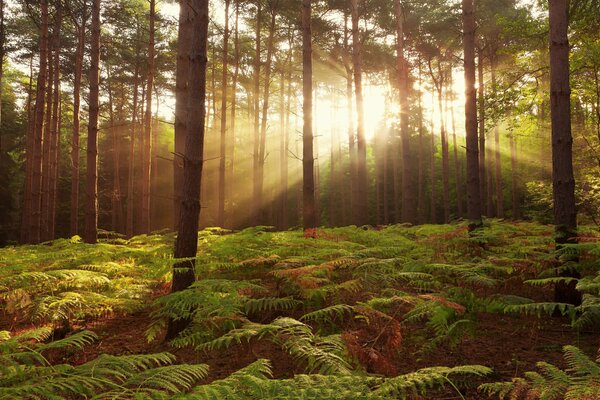 La lumière du soleil pénètre parmi les arbres