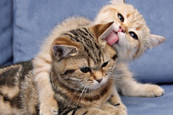 Due gattini si trovano in un abbraccio